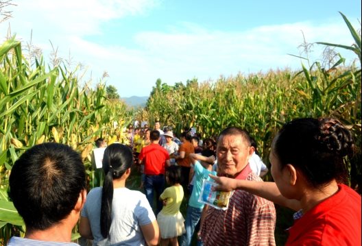 1郁烏金“豬八戒”玉米種植示范田觀摩現場.JPG